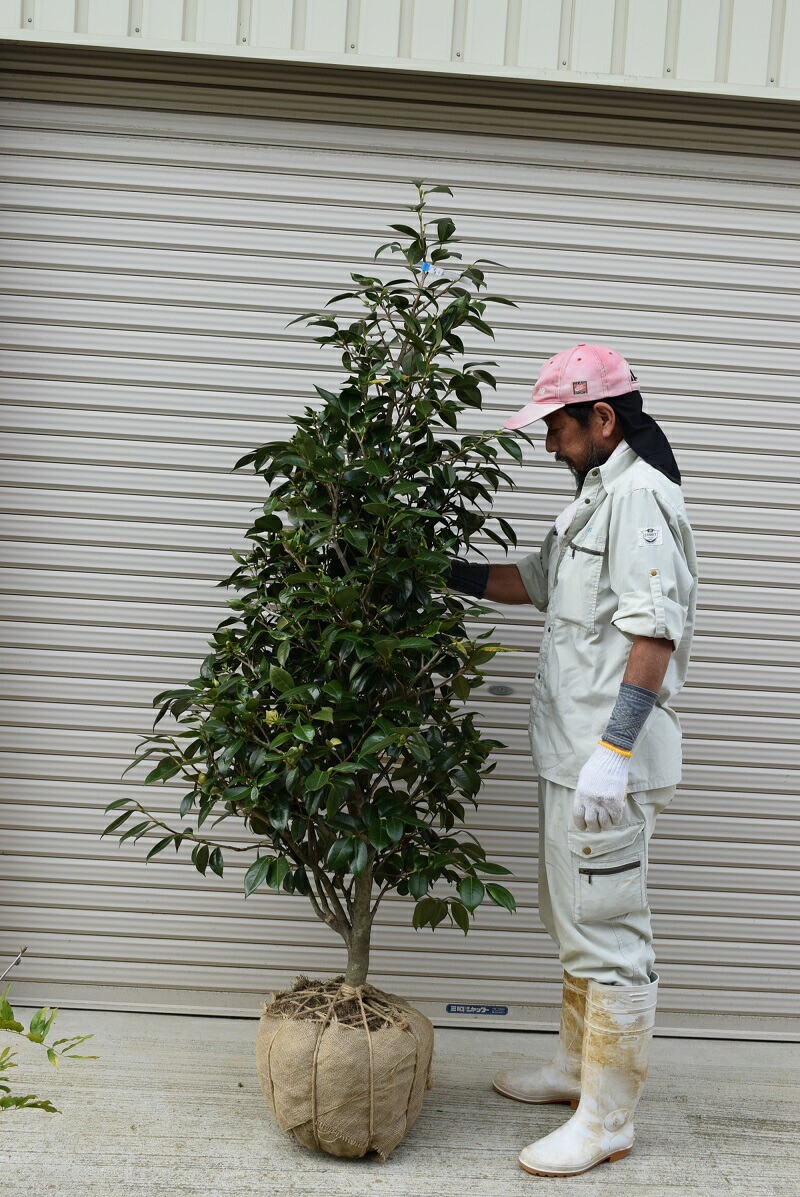 楽天市場】椿庭木絵日傘椿 ツバキ 大苗 樹齢約20年 : 園芸百貨店