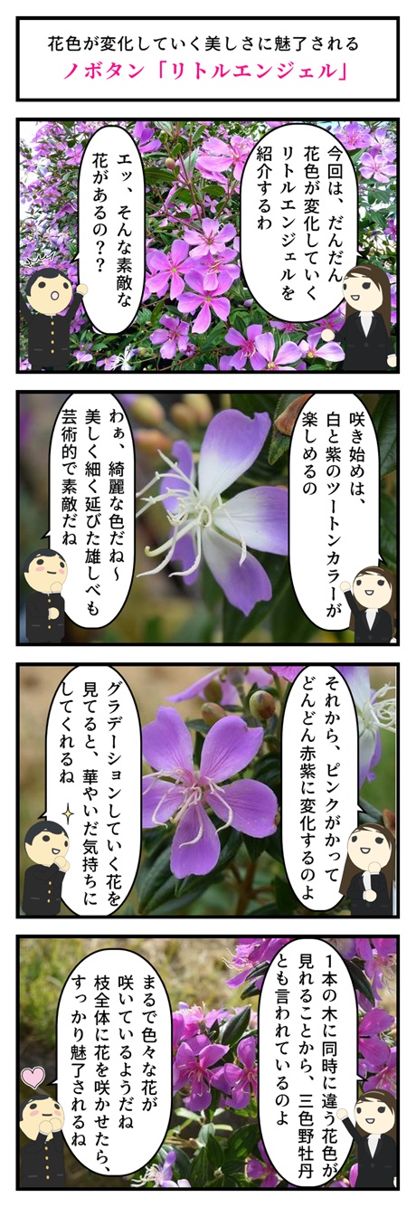 楽天市場 今季の花芽はありませんノボタンリトルエンジェル鉢植え花色が紫からピンクに変化する美しいのぼたんです 園芸百貨店何でも揃うこぼんさい