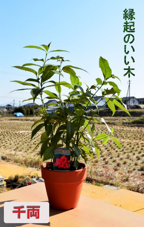 スギ H500〜700mm 200本 鉢底より　植木 苗
