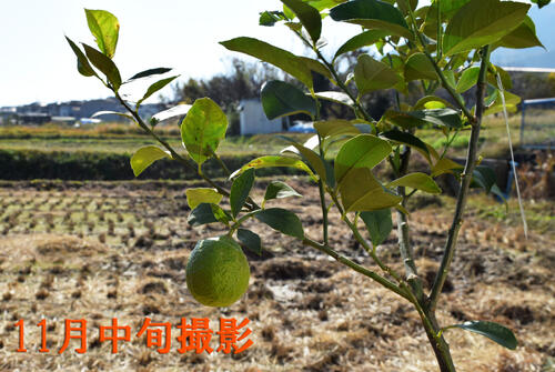 2 老年檸檬仰仰しい大きさ ビアフランカレモン トゲなし檸檬成物 レモン鉢植え レモンを育てよう レモン鉢植え 檸檬の鉢植え 果樹カルチャー Hqb Be