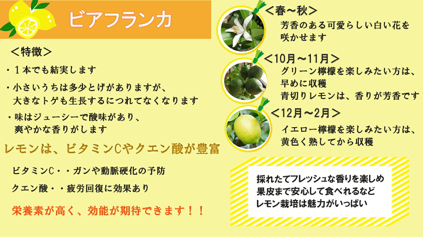 2 老年檸檬仰仰しい大きさ ビアフランカレモン トゲなし檸檬成物 レモン鉢植え レモンを育てよう レモン鉢植え 檸檬の鉢植え 果樹カルチャー Hqb Be
