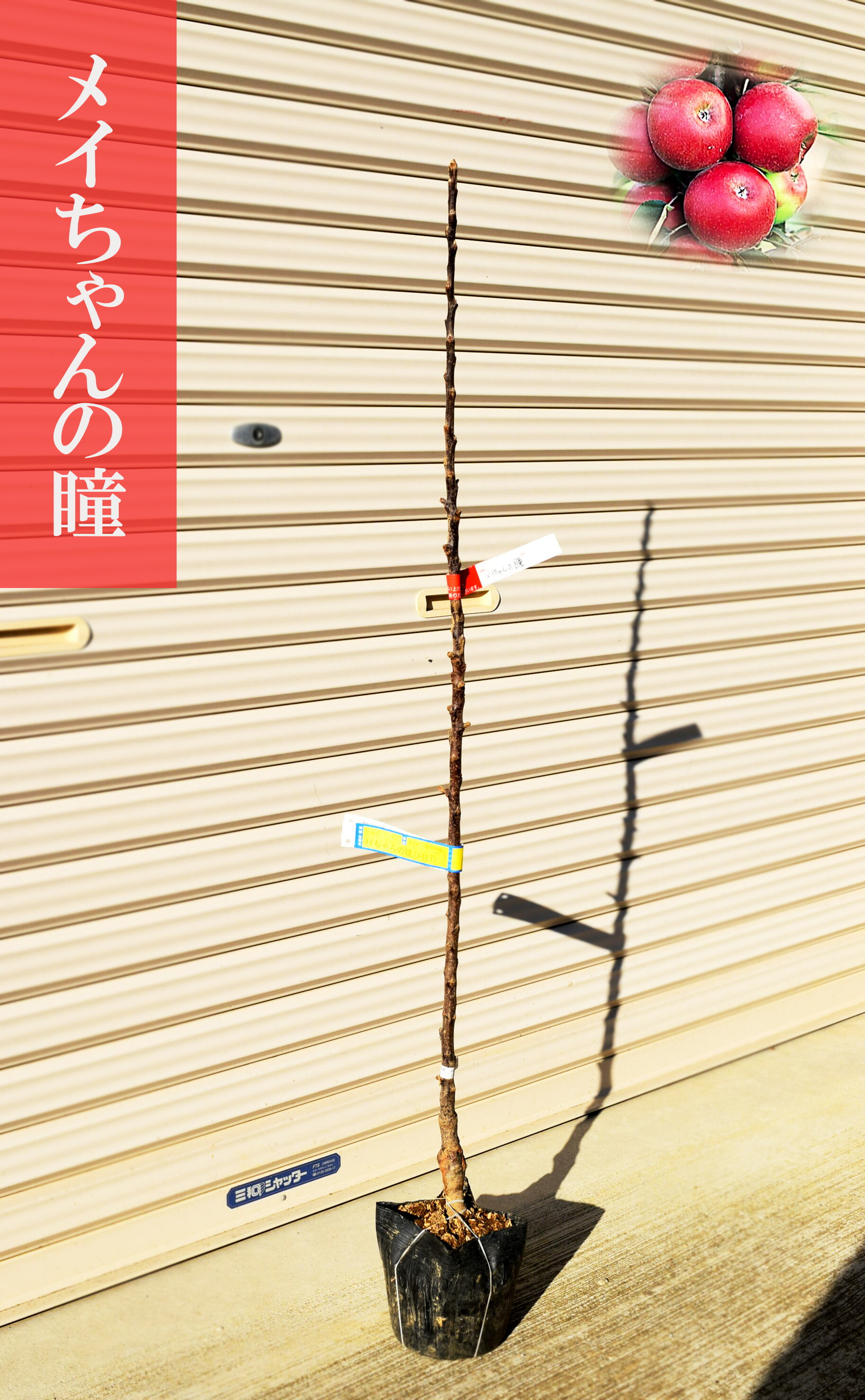 りんご苗 メイちゃんの瞳バレリーナツリー リンゴ苗 花も果実も幹の周りに密生します 変わりま Beyondresumes Net