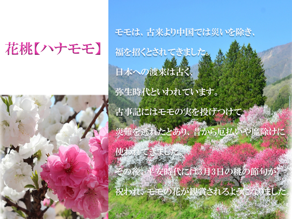 楽天市場 再入荷21年2月 雲竜しだれ桃 桃花 4月頃開花苗 雲竜 ハナモモ 源平桃 ゲンペイモモ 源平枝垂れ桃咲き分け枝垂れ桃 雲竜源平しだれ桃苗 桃 雲竜枝垂れ源平桃 花桃 21年2月より発送 園芸百貨店何でも揃うこぼんさい