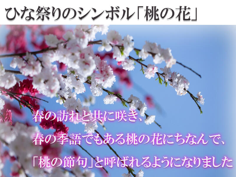 楽天市場 21年3月から4月に開花咲き分け しだれ桃南京桃 鉢植え 南京しだれ桃 お祝い花鉢花桃の鉢植え源平桃 園芸百貨店何でも揃うこぼんさい