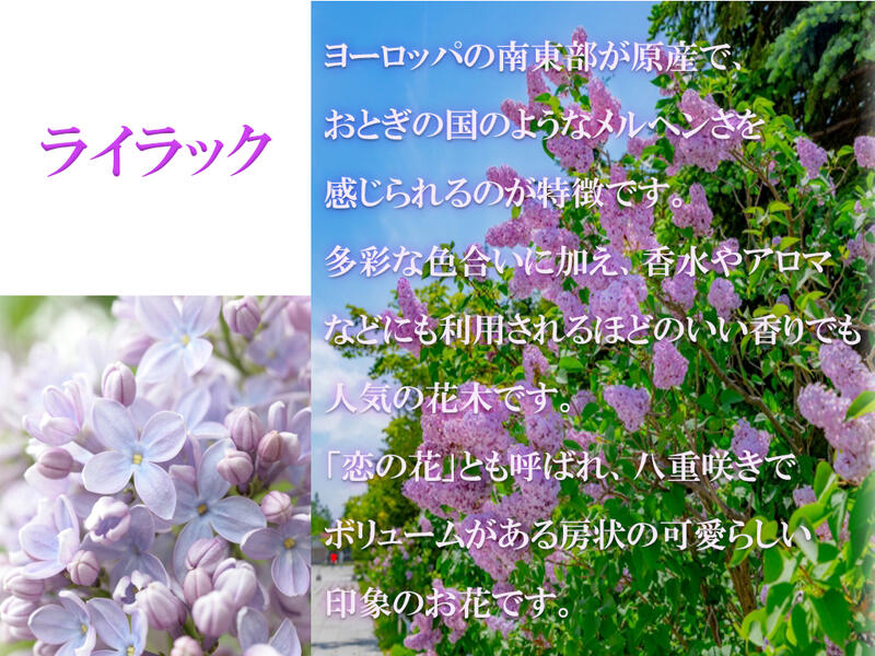 ライラック鉢植え 21年花芽有庭木 落葉樹 シンボルツリー 花色紫淡紫桃色の八重咲き芳香の強いライラック苗木 センセーションライラック Napierprison Com