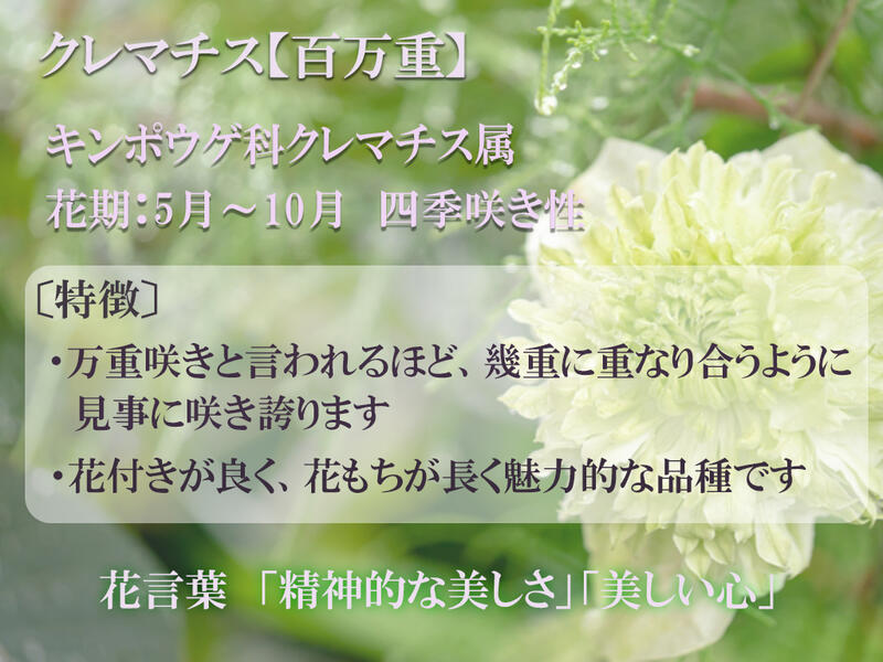 楽天市場 21年開花終了剪定後の株となりますクレマチスクレマチス クレマチスシロマンエ 白万重 5号鉢 5月に開花 園芸百貨店何でも揃うこぼんさい
