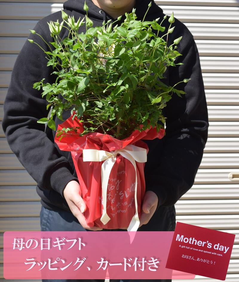 楽天市場 21年 ギフト クレマチス ビエネッタ 6月のお届け時は剪定しており お花はありません 園芸百貨店何でも揃うこぼんさい 楽天市場 21年 ギフト クレマチス ビエネッタ 6月のお届け時は剪定しており お花はありません 園芸百貨店何でも揃うこぼんさい