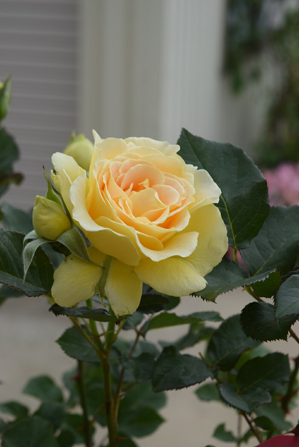 楽天市場】母の日プレゼントに幸せの黄色のバラ 5月にお届けお