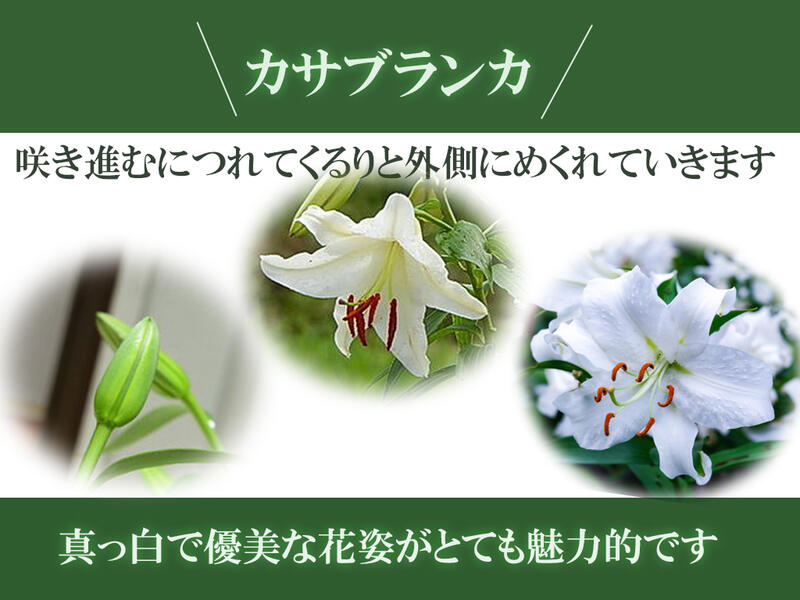 3本仕立て22年剪定後のお届け カサブランカ 育てるカサブランカ 剪定した状態でのお届けになります