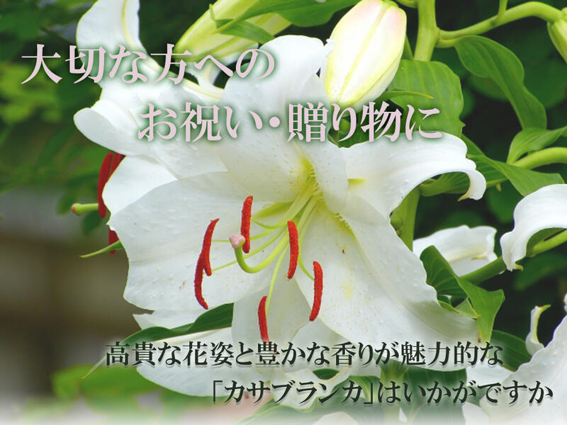 お生まれる日時土産に21年頃5御月様に栄える御母の日スーヴェニアカサブランカ鉢花贈りものカサブランカ鉢植え 鉢植の 贈り物 お届けの果てカサブランカは芽の様子です三一巻き作製5月母の日お届けは 蕾の状態です Carcheckcentre Com