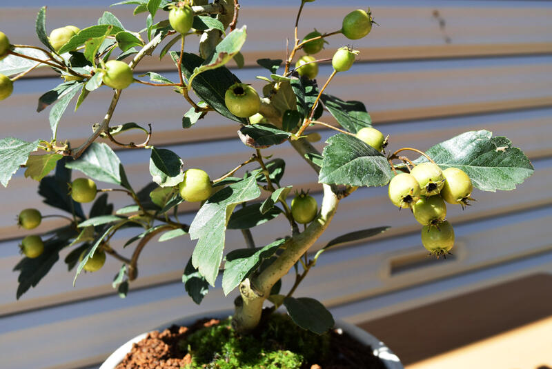 ルビーサンザシ 盆栽 信楽鉢入り 21年9月27日 撮影 Sgcc Bm