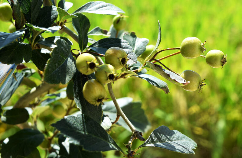 ルビーサンザシ 盆栽 信楽鉢入り 21年9月27日 撮影 Sgcc Bm