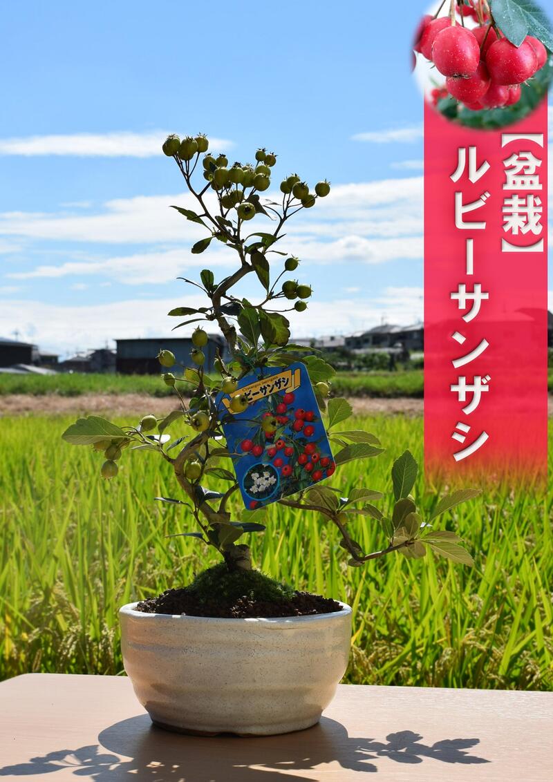 ルビーサンザシ 盆栽 信楽鉢入り 21年9月27日 撮影 Simplylettering Co Uk