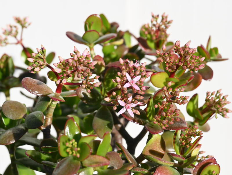 アウトレット 送料無料 21年花芽付き 金のなる木 鉢植え 花月 縁起物 多肉植物 観葉植物 フチベニベンケイ 撮影21年12月22日鉢底から50センチ6号鉢植えギフト お誕生日プレゼントに 1oficioverde Com Br