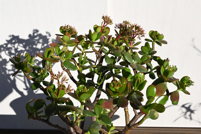 アウトレット 送料無料 21年花芽付き 金のなる木 鉢植え 花月 縁起物 多肉植物 観葉植物 フチベニベンケイ 撮影21年12月22日鉢底から50センチ6号鉢植えギフト お誕生日プレゼントに 1oficioverde Com Br