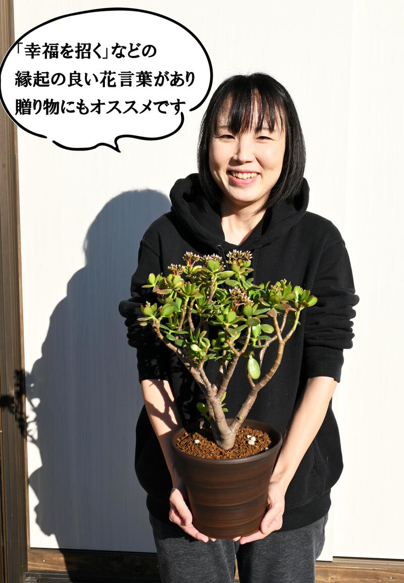 ついに入荷 2021年花芽付き 金のなる木 鉢植え 花月 縁起物 多肉植物 観葉植物 フチベニベンケイ 撮影2021年12月22日鉢底から50センチ6 号鉢植えギフト お誕生日プレゼントに fucoa.cl