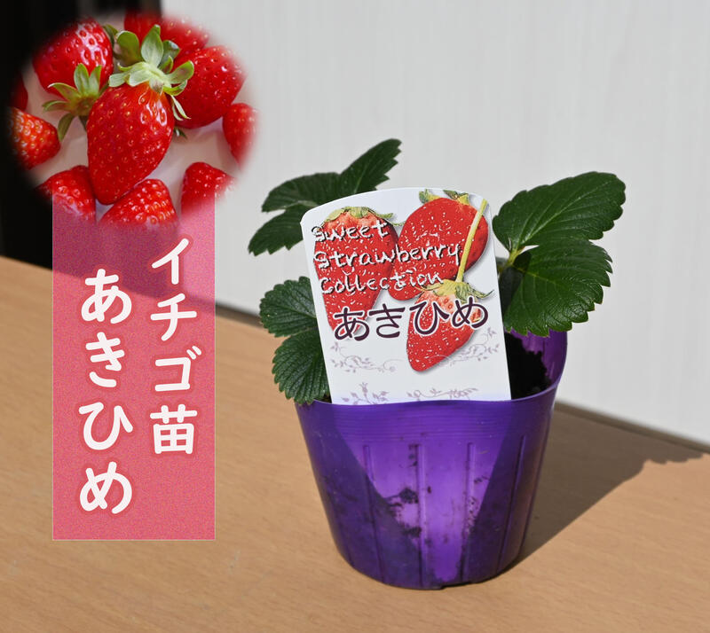 楽天市場】イチゴ苗 とちおとめ 3本セット いちご 苺【いちご苗】栃