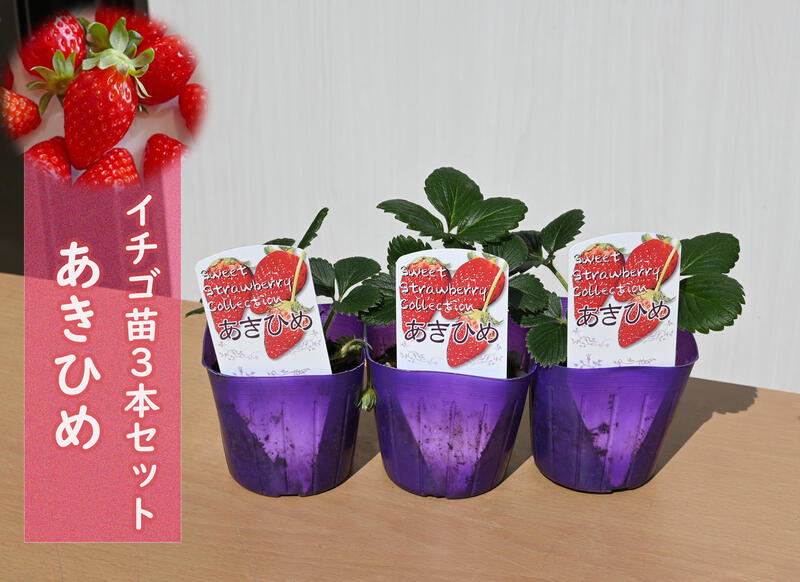 100本　イチゴ　苗　とちおとめ　苺 楽天市場】とちおとめ 苗の通販