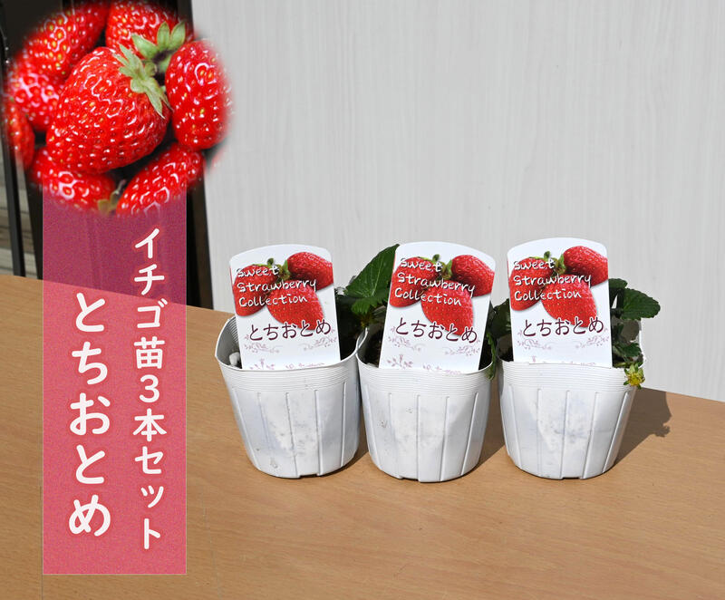 楽天市場】2025年いちご 苗 とちおとめ イチゴ 苺 プランターで育てる