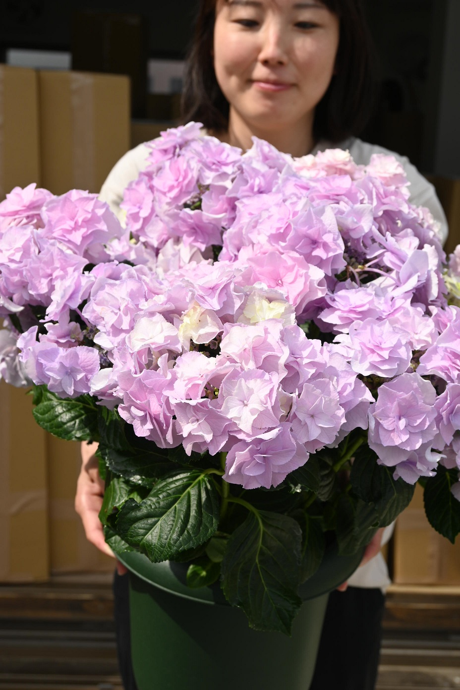 卓越 特大紫陽花２０２２年 ５月に開花 現品となります qdtek.vn