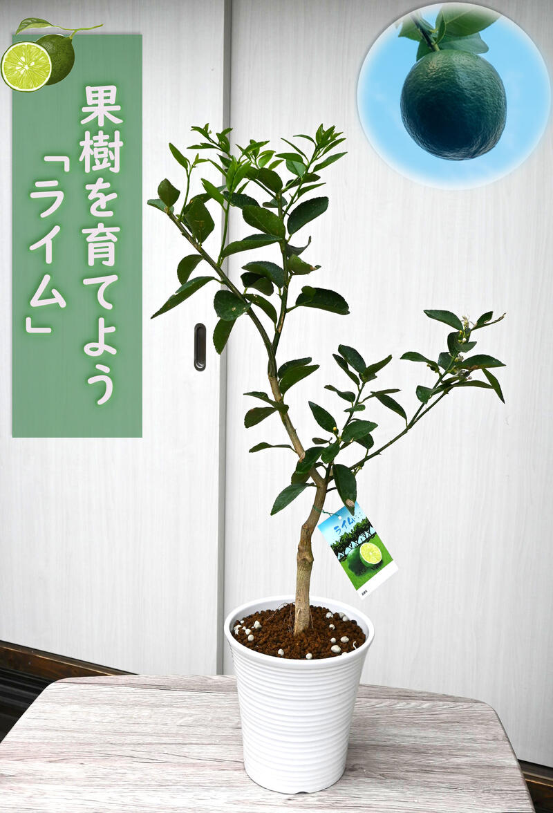 当店の記念日 2022年新入荷果樹 ライム 鉢植え 柑橘類 fucoa.cl