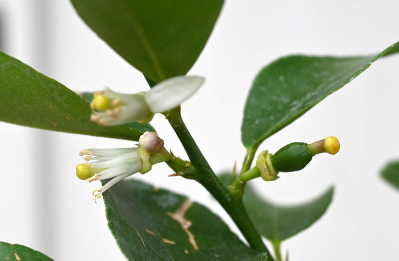 果樹ライム鉢植え柑橘類