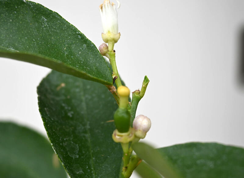 果樹ライム鉢植え柑橘類