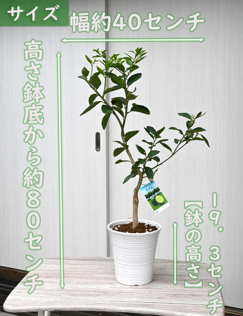 愛用 22年新入荷果樹 ライム 鉢植え 柑橘類 Fucoa Cl