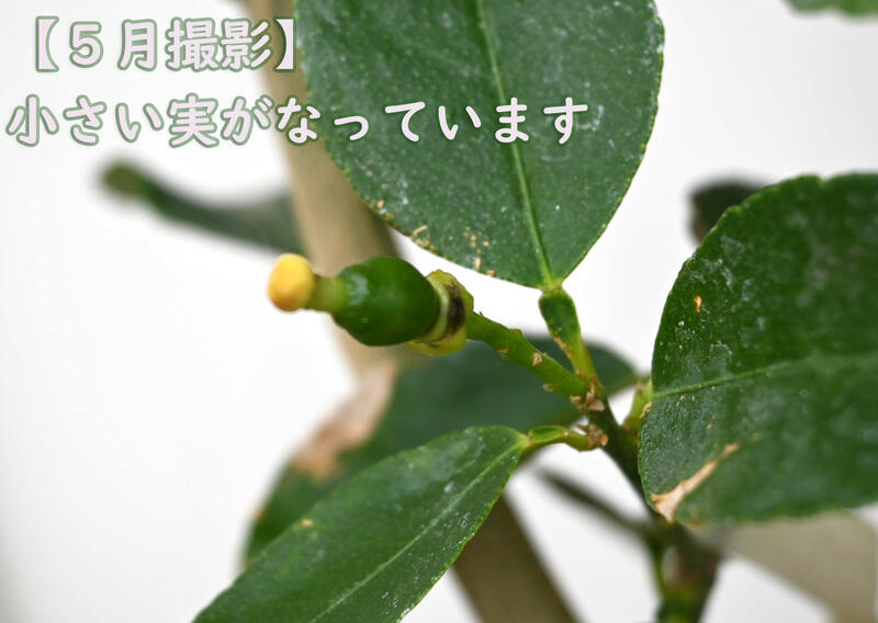 果樹ライム鉢植え柑橘類