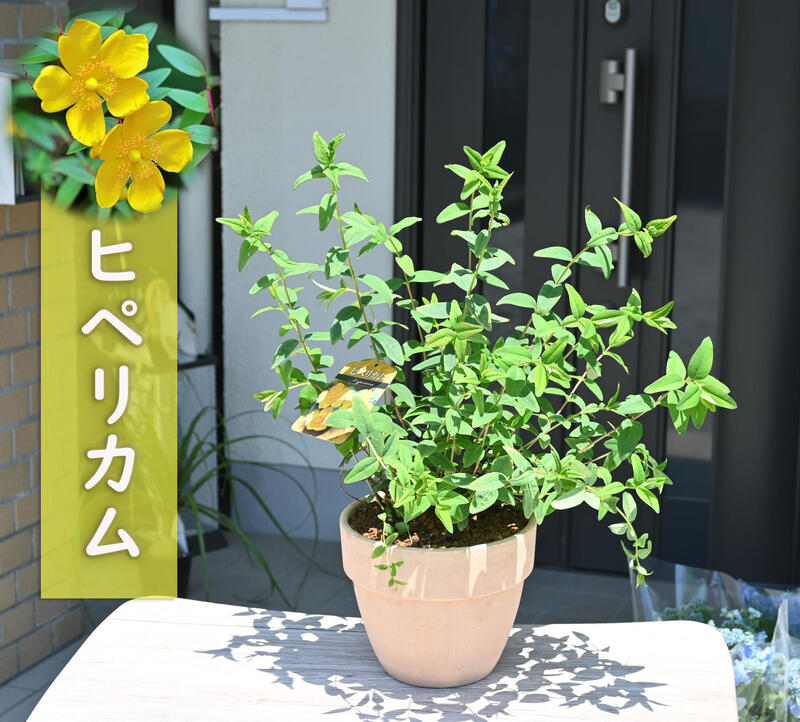 楽天市場】鉢花 観葉植物：ヒメエニシダ スタンド*7号 姫エニシダ