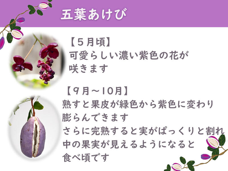 市場 五葉アケビ あけび 育てて楽しむ 苗木 果樹 実がついていない状態でのお届けになります 園芸百貨店何でも揃うこぼんさい