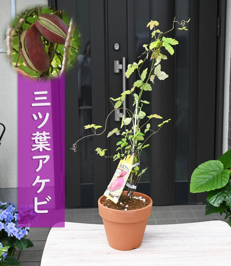 ［確認用］　アケビ　実生苗 楽天市場】【アケビ属】五葉あけび(実生)5号ポット : 産直花だん屋