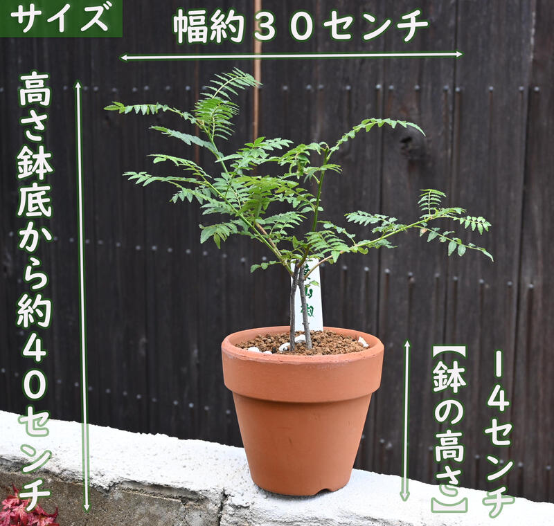 市場 無農薬栽培葉山椒 山椒食用に 安全育てる山菜 食べれる葉山椒 鉢植え