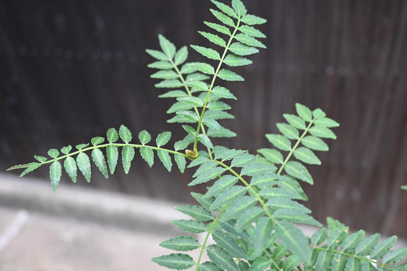 市場 無農薬栽培葉山椒 食べれる葉山椒 安全育てる山菜 鉢植え 山椒食用に