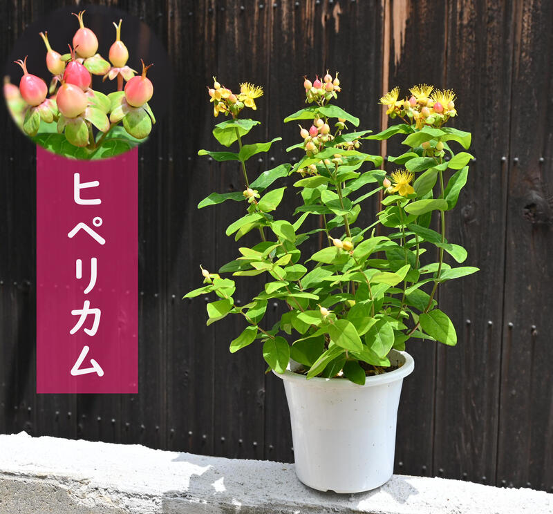 楽天市場】プルンバーゴ 苗木 オーリキュラータ プラ鉢入り ルリマツリ