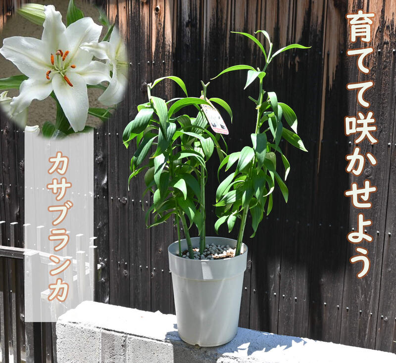 3本仕立て22年剪定後のお届け カサブランカ 育てるカサブランカ 剪定した状態