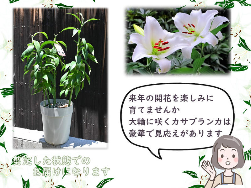 3本仕立て22年剪定後のお届け カサブランカ 育てるカサブランカ 剪定した状態でのお届けになります