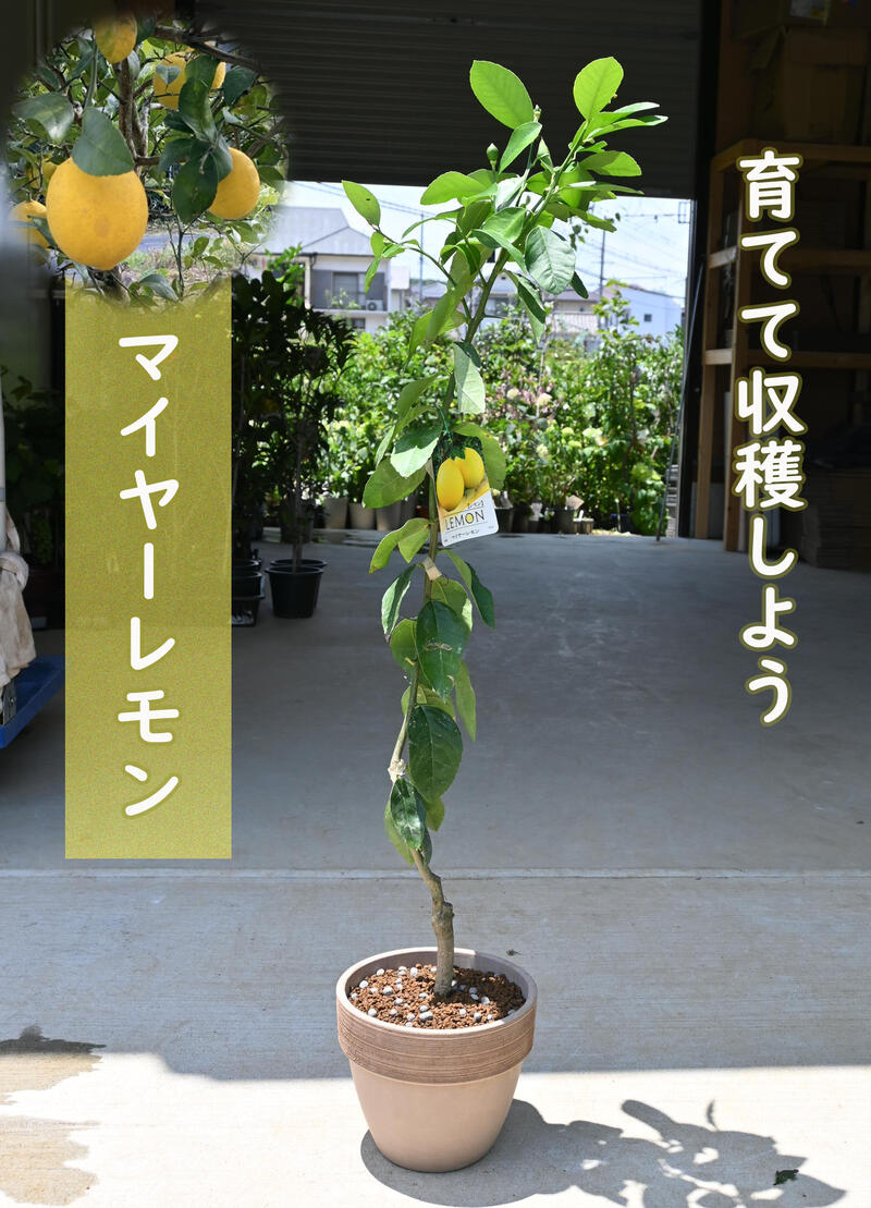 楽天市場】プレゼントに2025年5月～7月開花後実のなるレモン檸檬