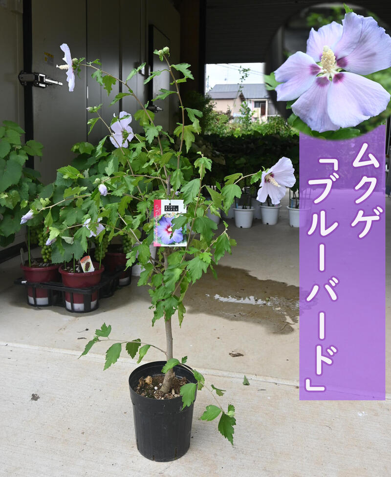 楽天市場】2026年6月より発送花芽確認のムクゲムクゲ苗槿 アフロダイト