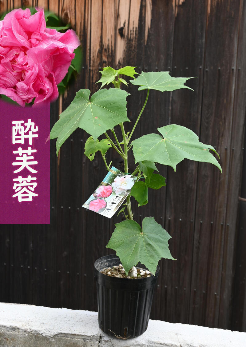 楽天市場】くす玉酔芙蓉（クスダマスイフヨウ）7号(v02) : 千草園芸
