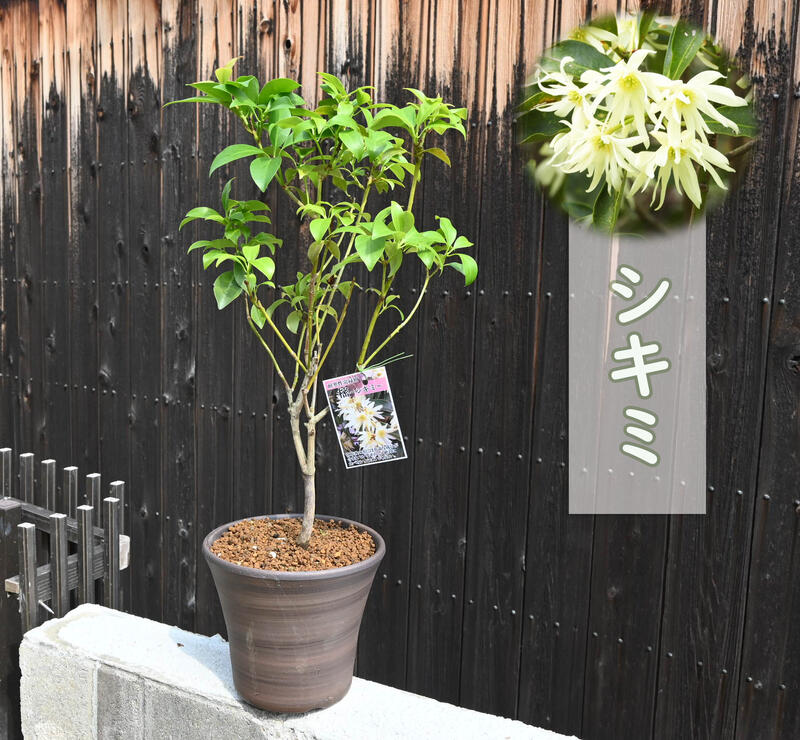 【楽天市場】シキミ 鉢植え 樒 シキビ ハナノキ コウノキ コウノハナ 常緑樹 仏前草樒鉢植え:園芸百貨店何でも揃うこぼんさい