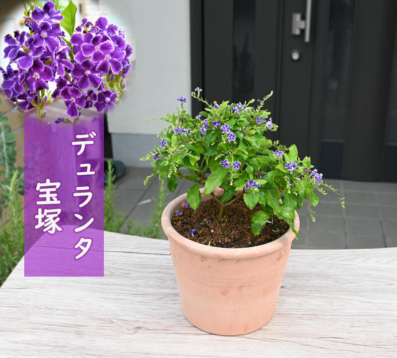 ２０２２年８月日撮影デュランタ 宝塚 パープルラブ テラコッタ鉢入り ８月下旬開花中 ハリマツリ タイワンレンギョウ 注目ショップ ブランドのギフト