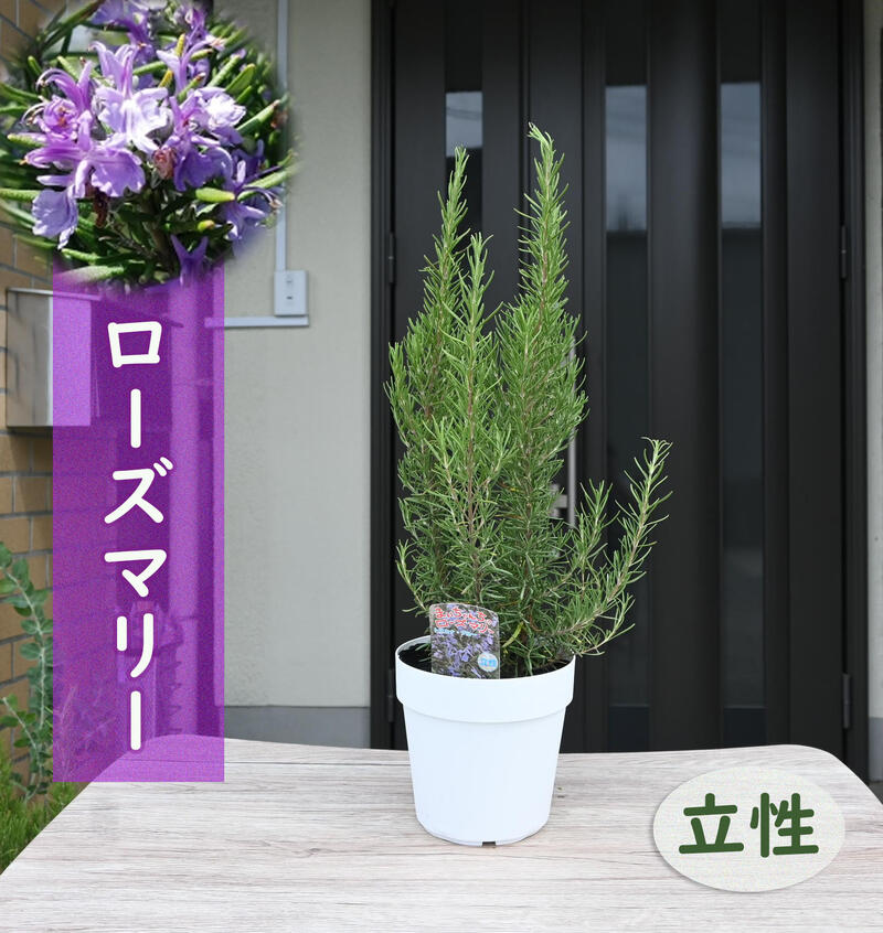 楽天市場】2024年3月撮影ローズマリー 鉢植え マリンブルー テラコッタ