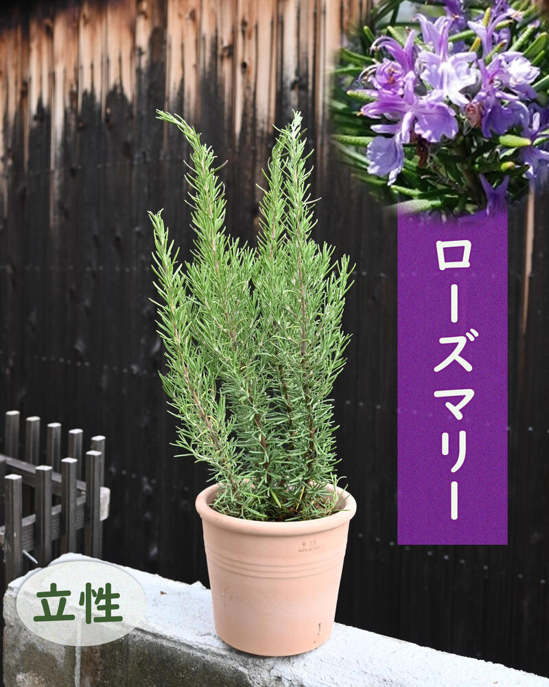 楽天市場】2024年3月撮影ローズマリー 鉢植え マリンブルー テラコッタ