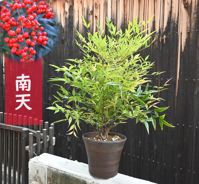 鉢植え 南天 赤実 赤南天 ナンテン 縁起が良い 特価品コーナー