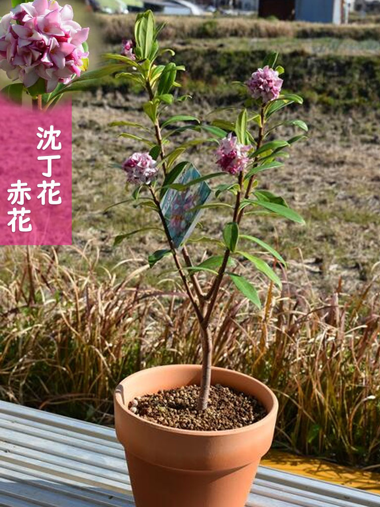 楽天市場】プレゼントに沈丁花苗2月から3月開花沈丁花ミニ盆栽花芽有 