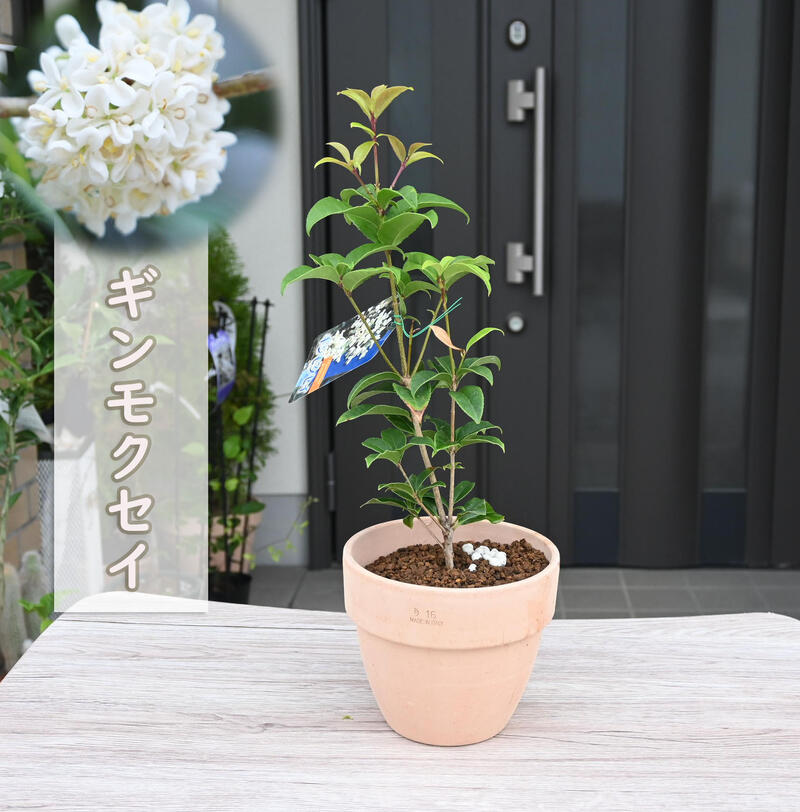 楽天市場】2026年10月開花予定です苗木 ギンモクセイ 銀木犀 白花