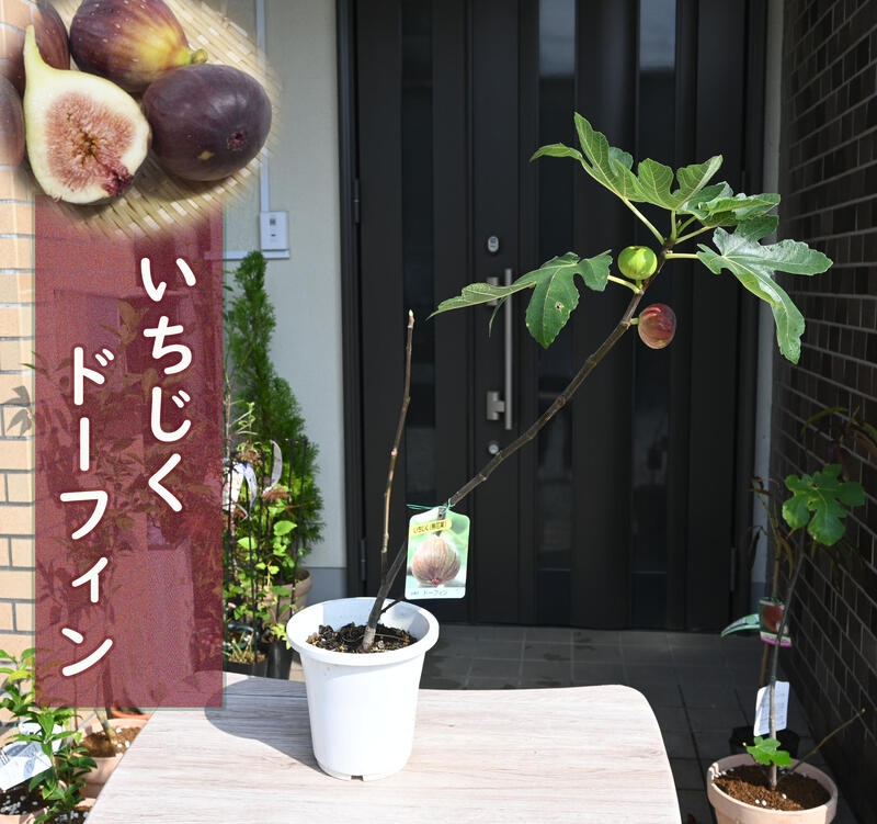 楽天市場】【果樹苗】 イチジク（ロングドゥート） 6号 プラスチック鉢