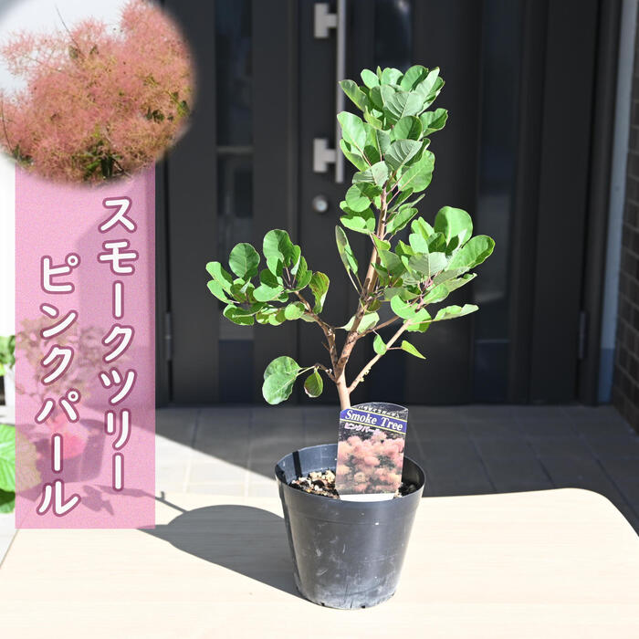anページ　スモークツリー　ピンクパール　テラコッタ鉢植え　ドウダンツツジ an様専用ページ スモークツリー ピンクパール テラコッタ鉢植え