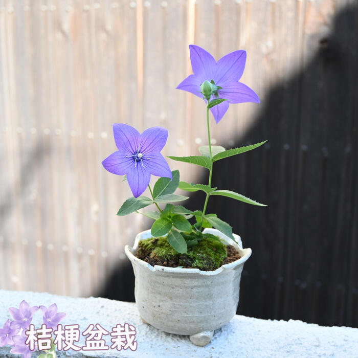 楽天市場】2025年7月開花 原種キキョウ ポット苗 山野草 桔梗